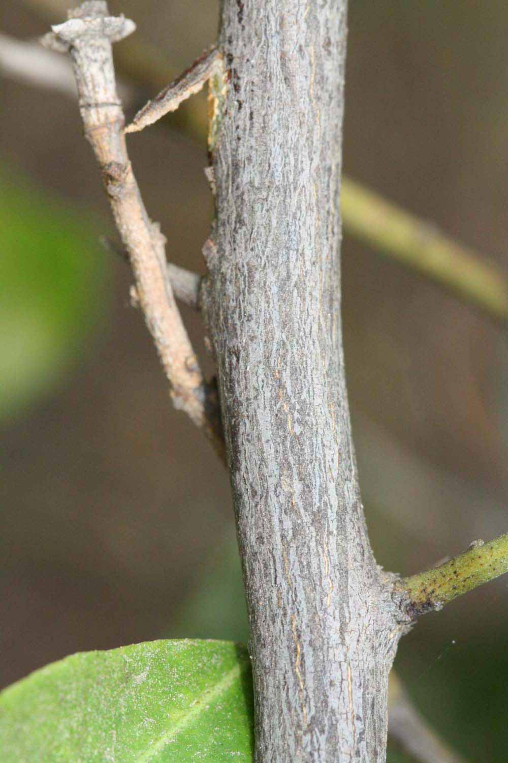              Second - third year twig (Riverside, CA)       